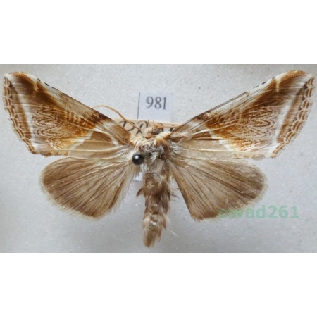 Habrosyne pyritoides (Hufnagel, 1766) Pluszówka agatka Czech98l